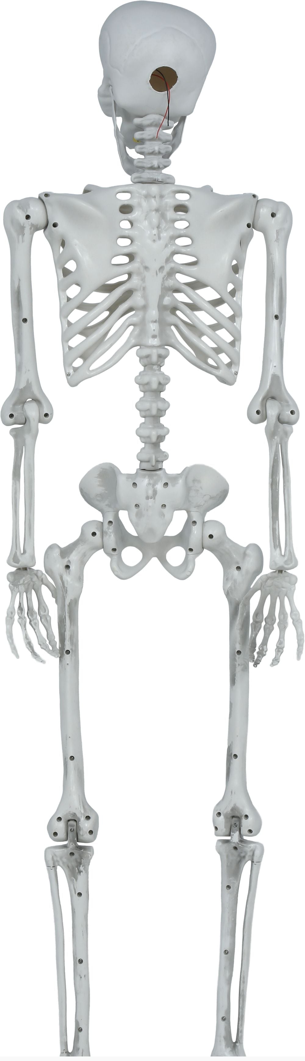 Beweglicher 145 cm Skelet-Dekoration